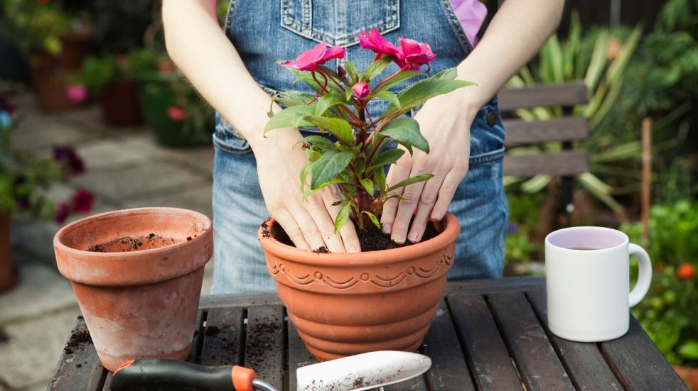 Woman potting a plant